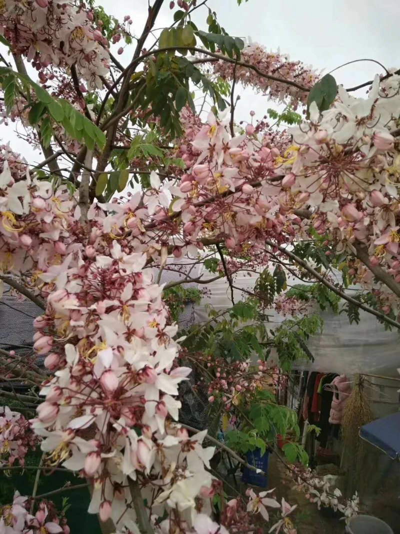 泰国樱花，花旗木绿植观赏树苗，可以零售