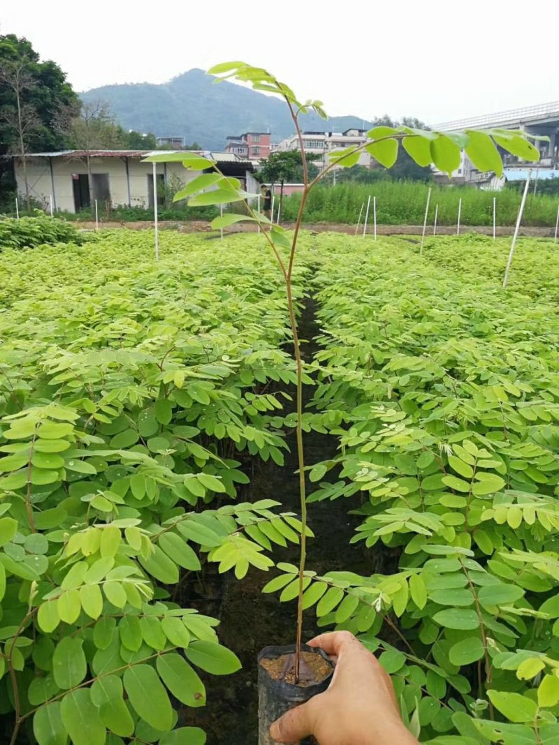 泰国樱花，花旗木绿植观赏树苗，可以零售