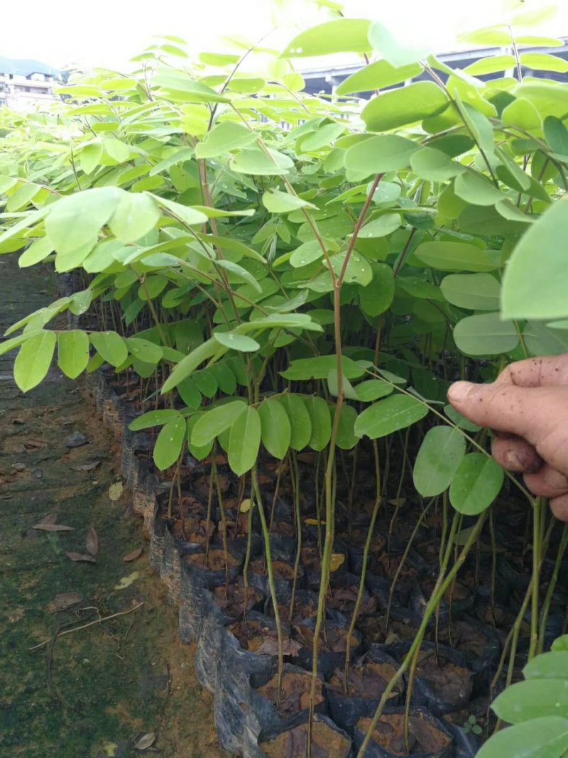 泰国樱花，花旗木绿植观赏树苗，可以零售