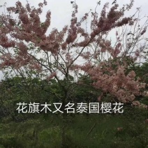 泰国樱花，花旗木绿植观赏树苗，可以零售