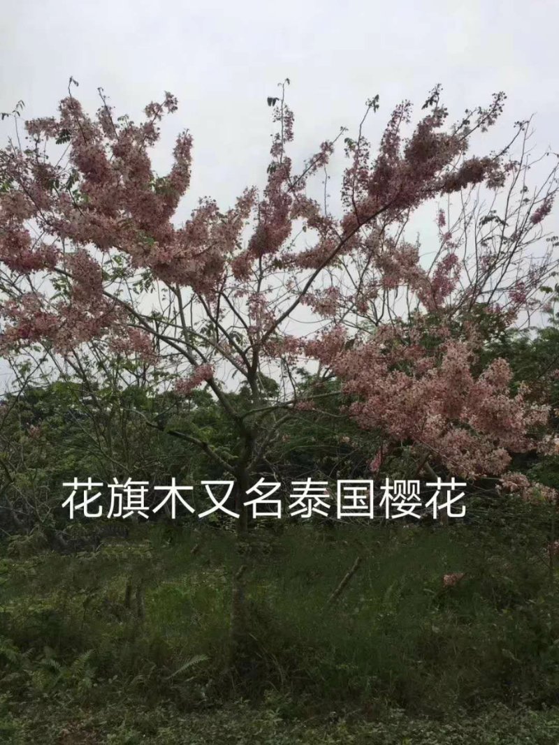 泰国樱花，花旗木绿植观赏树苗，可以零售