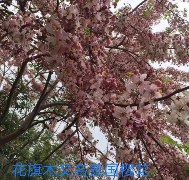 泰国樱花，花旗木绿植观赏树苗，可以零售