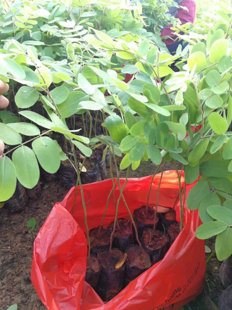 泰国樱花，花旗木绿植观赏树苗，可以零售