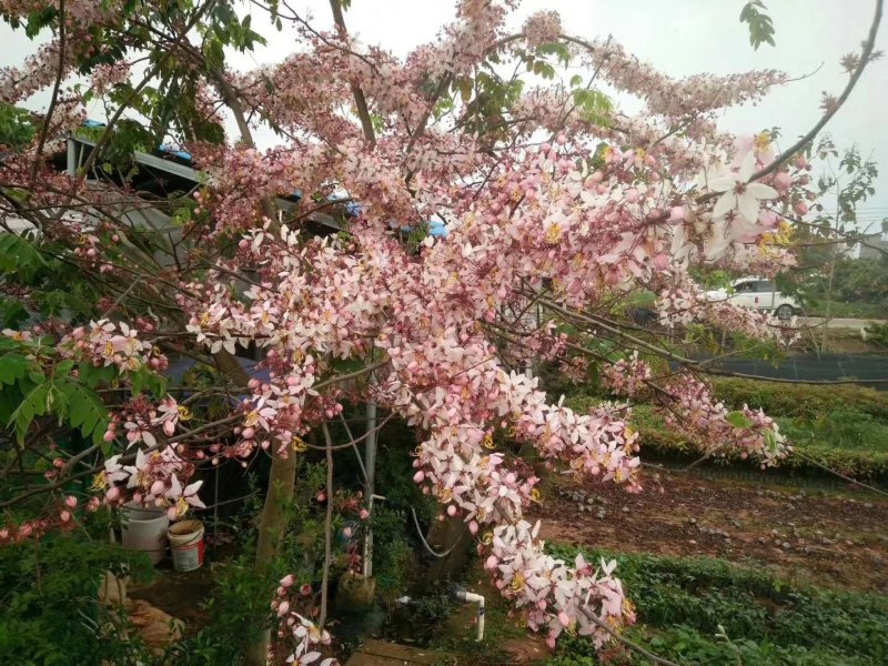 泰国樱花，花旗木绿植观赏树苗，可以零售