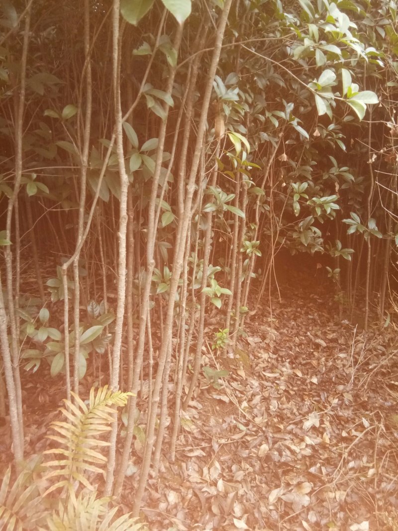 苗圃供应2到20公分的桂花树，自然蒄。欢迎来电。