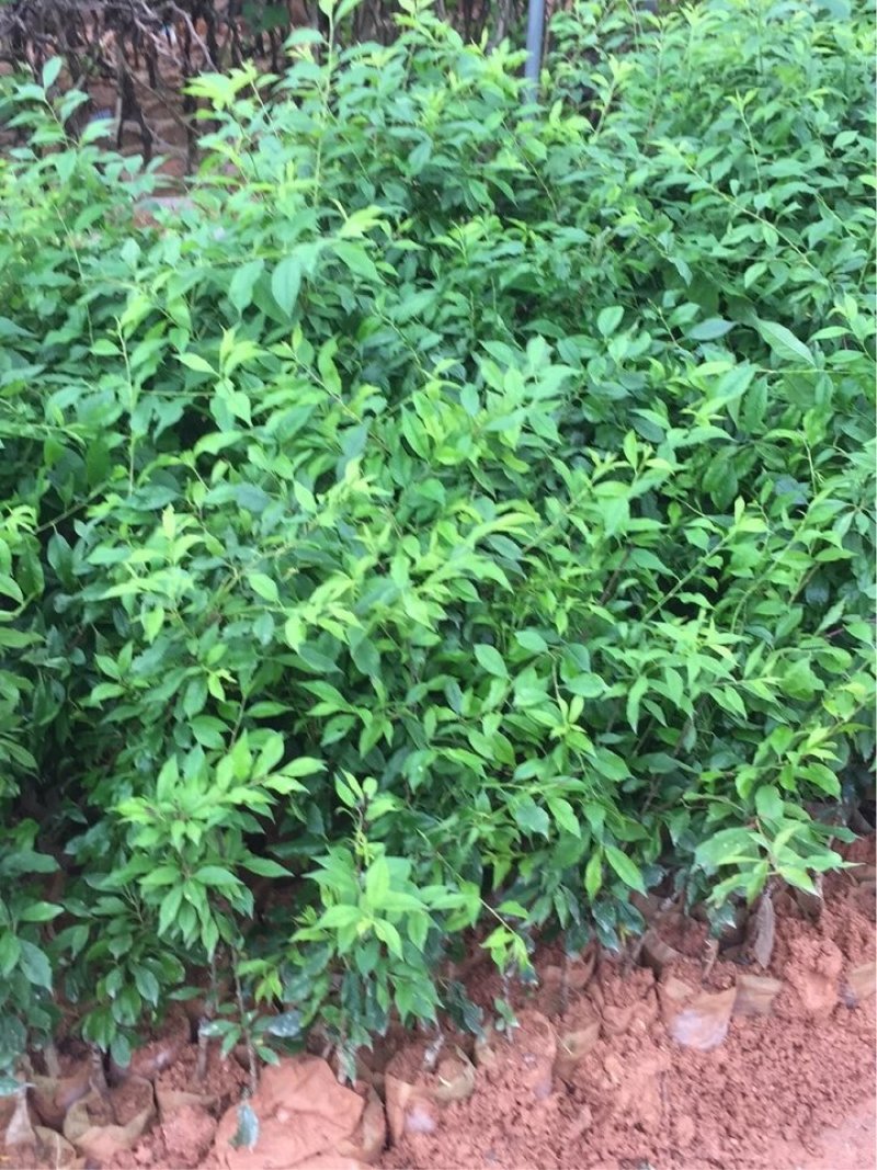 早熟李子苗米李青李嫁接苗南方种植当年结果晚熟广西三华李