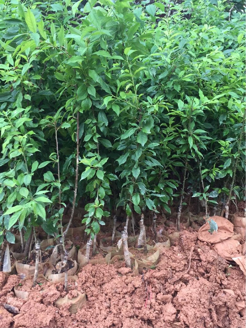 早熟李子苗米李青李嫁接苗南方种植当年结果晚熟广西三华李