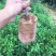 早熟李子苗米李青李嫁接苗南方种植当年结果晚熟广西三华李