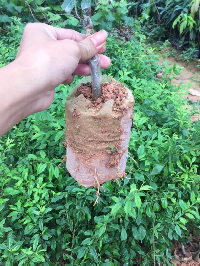 早熟李子苗米李青李嫁接苗南方种植当年结果晚熟广西三华李