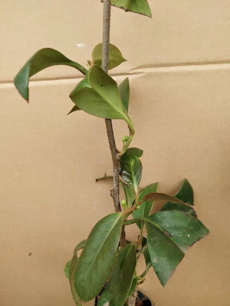 黑老虎树苗布福娜树苗包邮