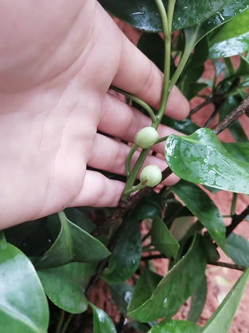 黑老虎树苗布福娜树苗包邮