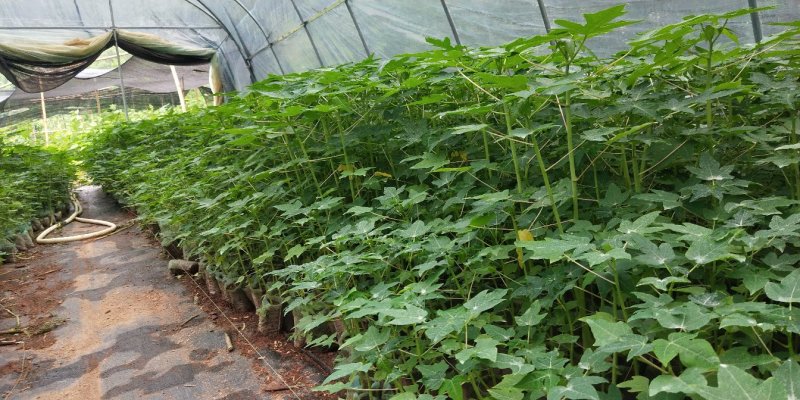 木瓜树苗红冠木瓜苗红岭木瓜大青木瓜黄金木瓜苗当年结果包邮