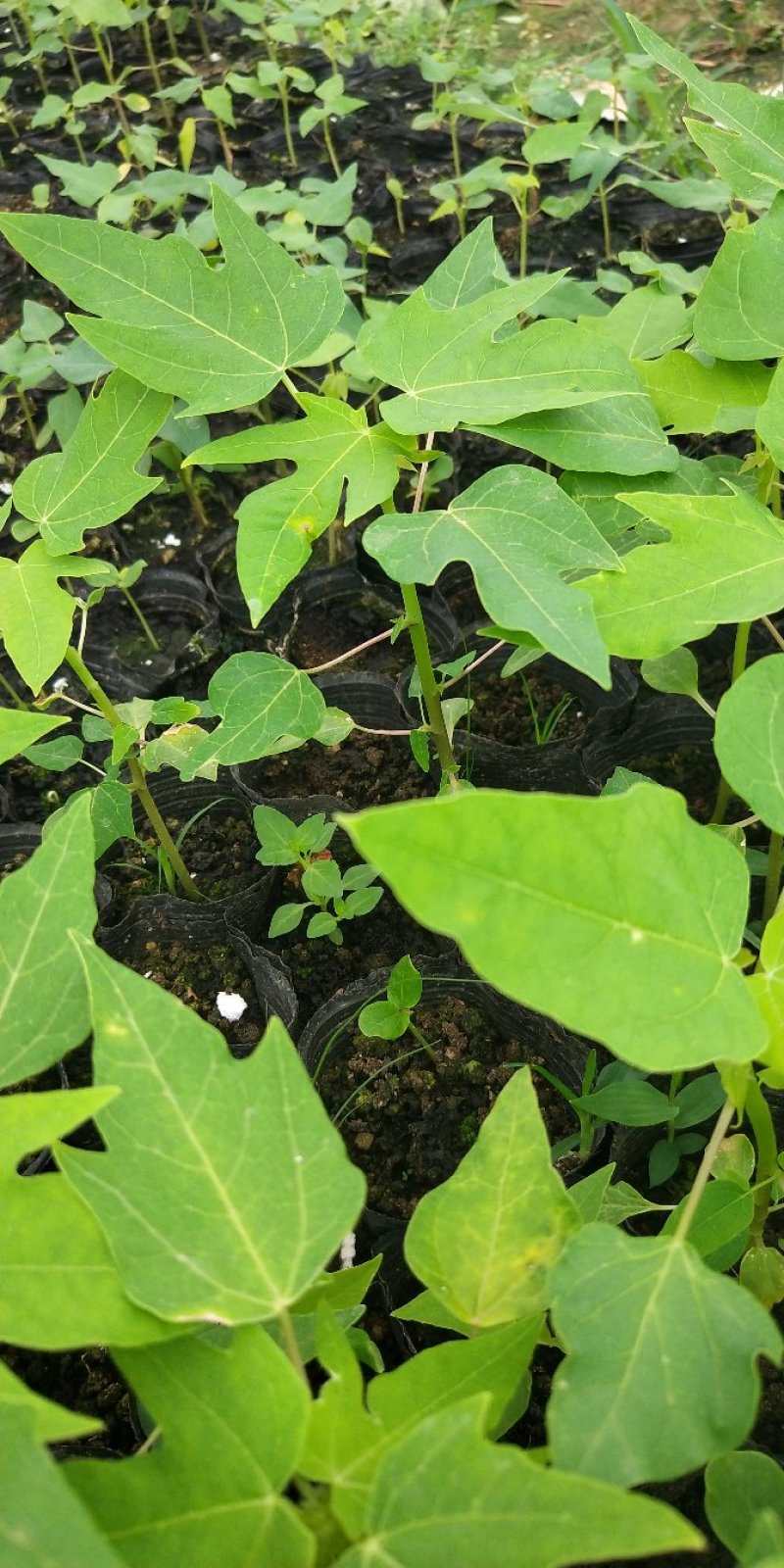 木瓜树苗红冠木瓜苗红岭木瓜大青木瓜黄金木瓜苗当年结果包邮