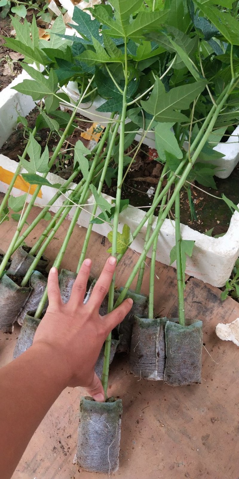 木瓜树苗红冠木瓜苗红岭木瓜大青木瓜黄金木瓜苗当年结果包邮