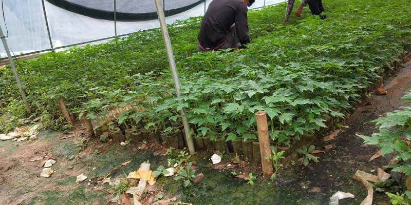 木瓜树苗红冠木瓜苗红岭木瓜大青木瓜黄金木瓜苗当年结果包邮