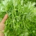 专业种植食用艾叶,支持一件代发!