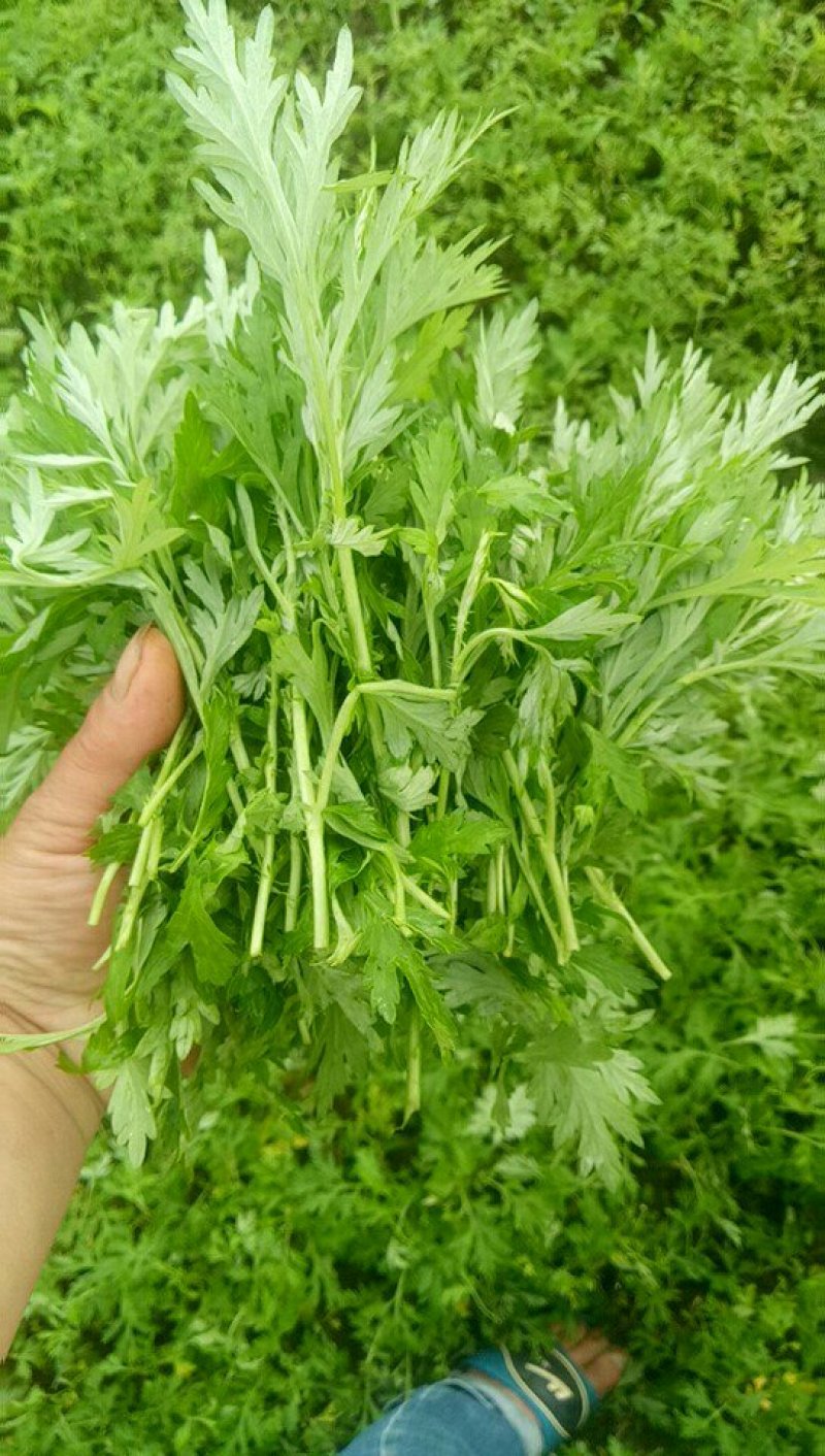 专业种植食用艾叶，支持一件代发！