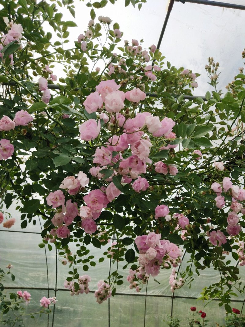 墙薇爬墙梅农户直销零售批发-庭院做花墙花架用或园林绿化