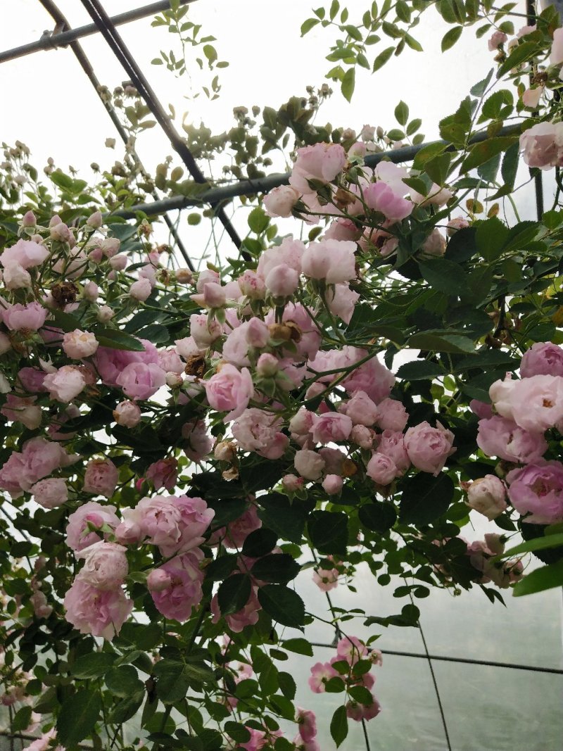 墙薇爬墙梅农户直销零售批发-庭院做花墙花架用或园林绿化