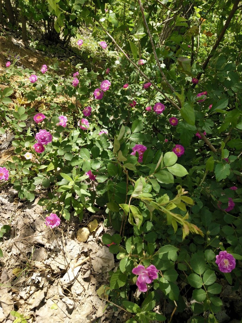 墙薇爬墙梅农户直销零售批发-庭院做花墙花架用或园林绿化