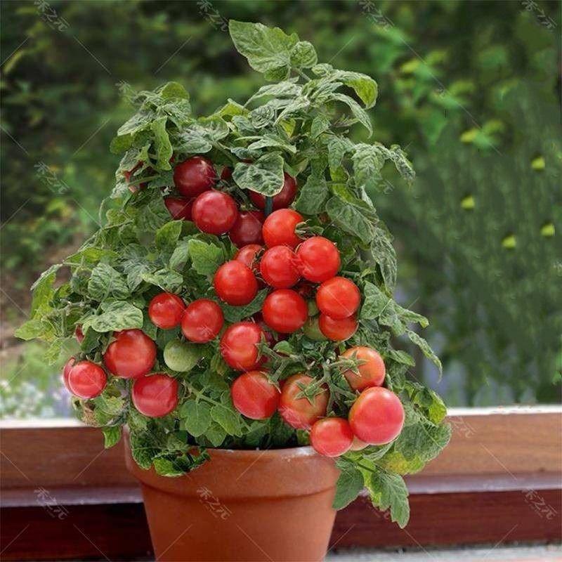 200粒矮生盆栽番茄种子草莓蔬菜西瓜小西红柿圣女