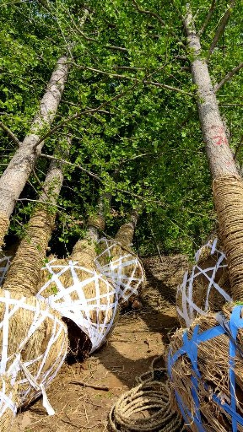 山东银杏基地秋季最新银杏树价格，树形优美，价格优惠