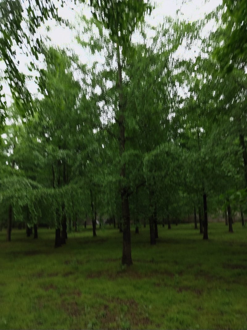 山东银杏基地秋季最新银杏树价格，树形优美，价格优惠