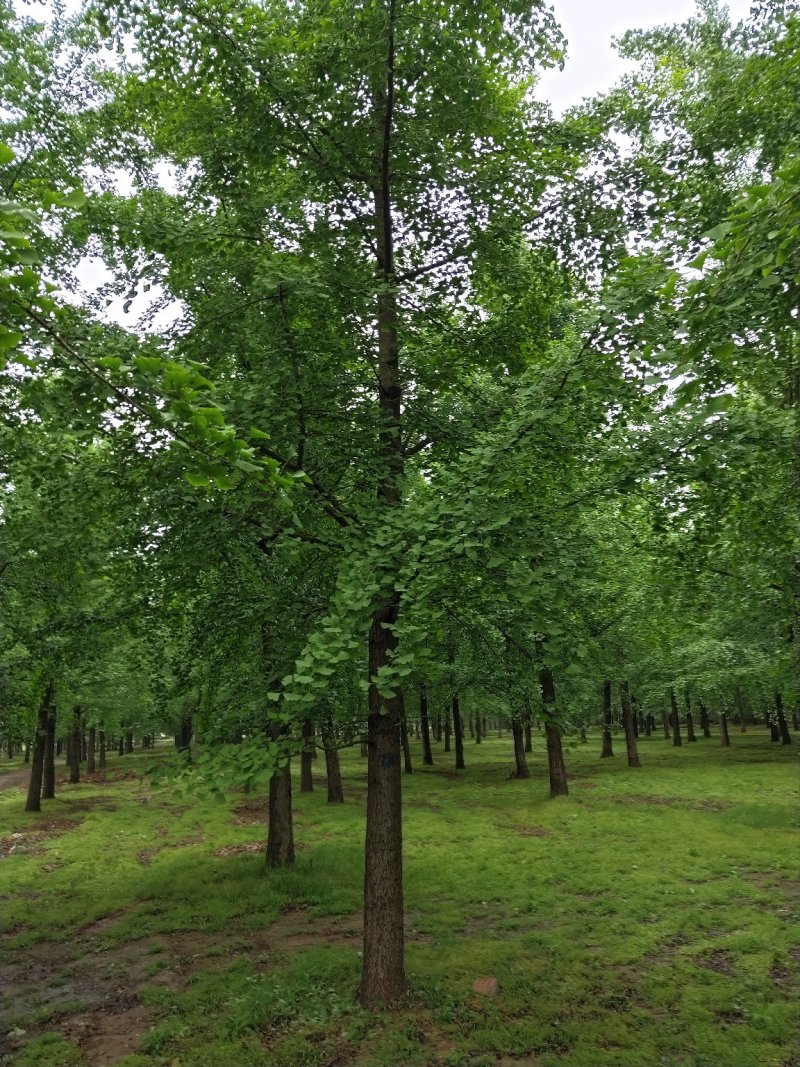 山东银杏基地秋季最新银杏树价格，树形优美，价格优惠