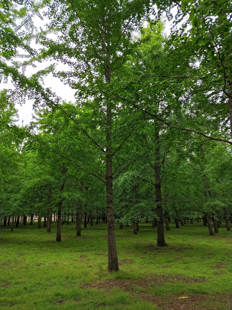 山东银杏基地秋季最新银杏树价格，树形优美，价格优惠