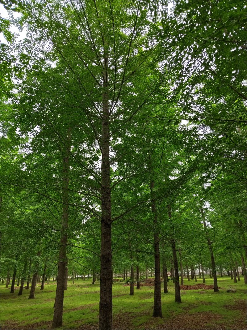 山东银杏基地秋季最新银杏树价格，树形优美，价格优惠