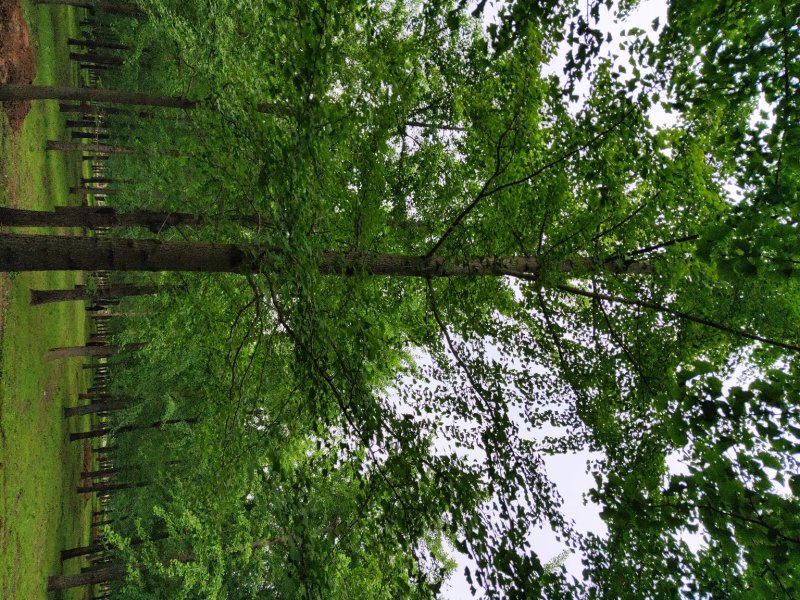 山东银杏基地秋季最新银杏树价格，树形优美，价格优惠