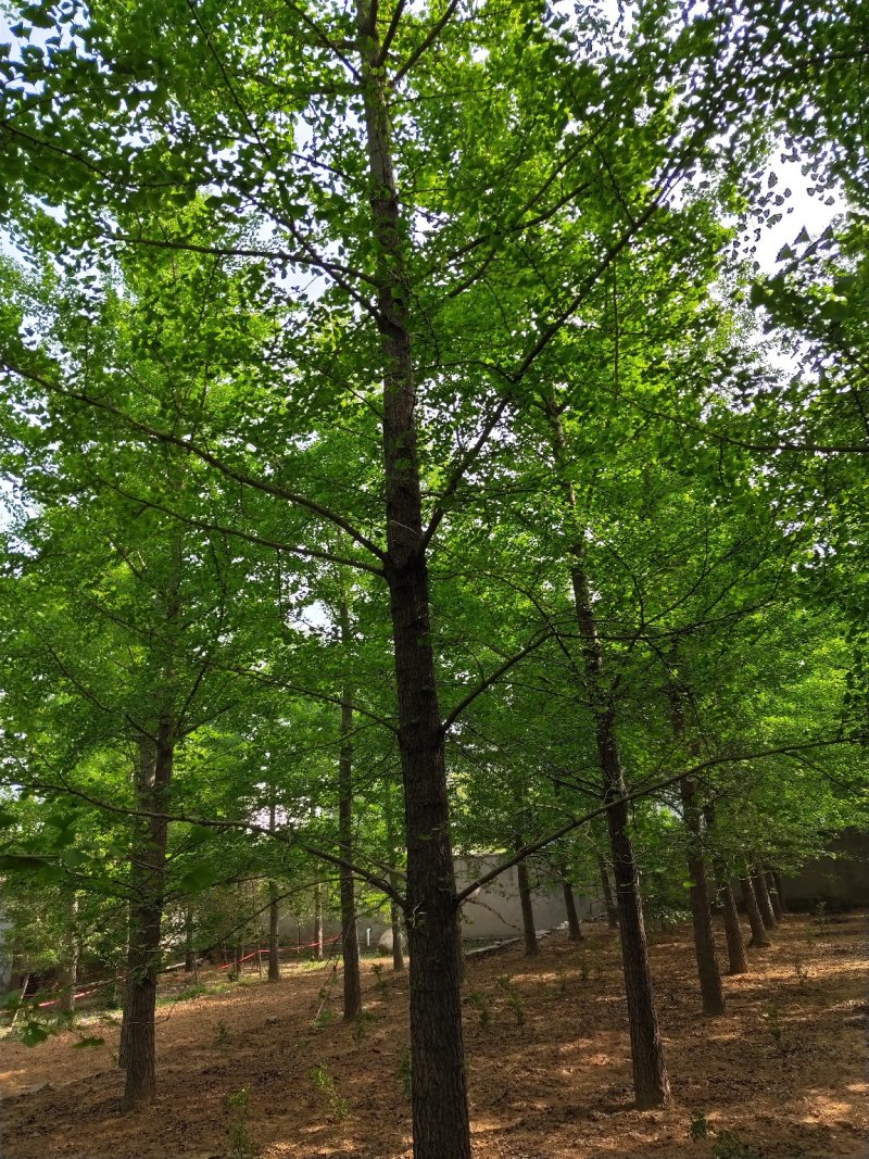 山东银杏基地秋季最新银杏树价格，树形优美，价格优惠