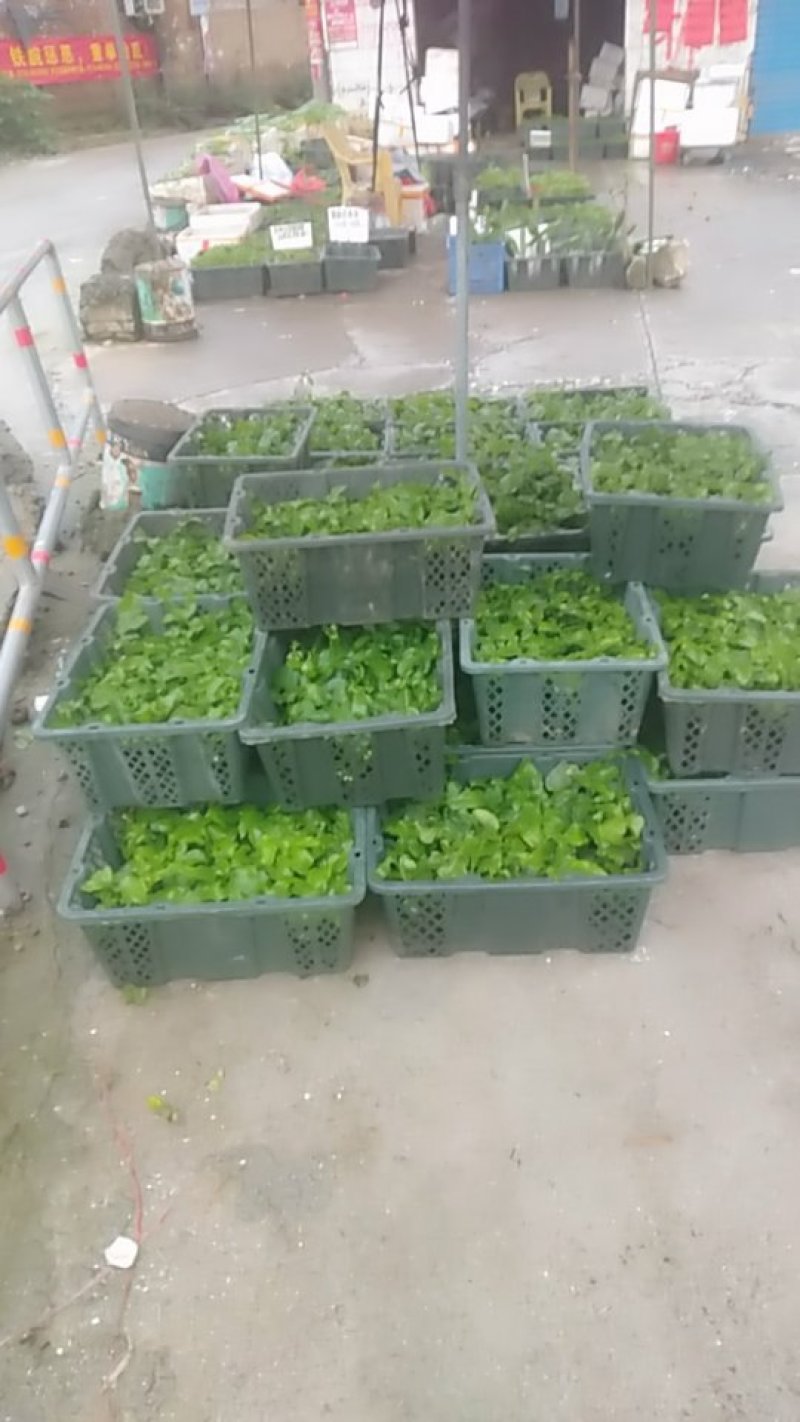 百香果苗台农一号，大量出苗，基地直发全国发货，量大从优