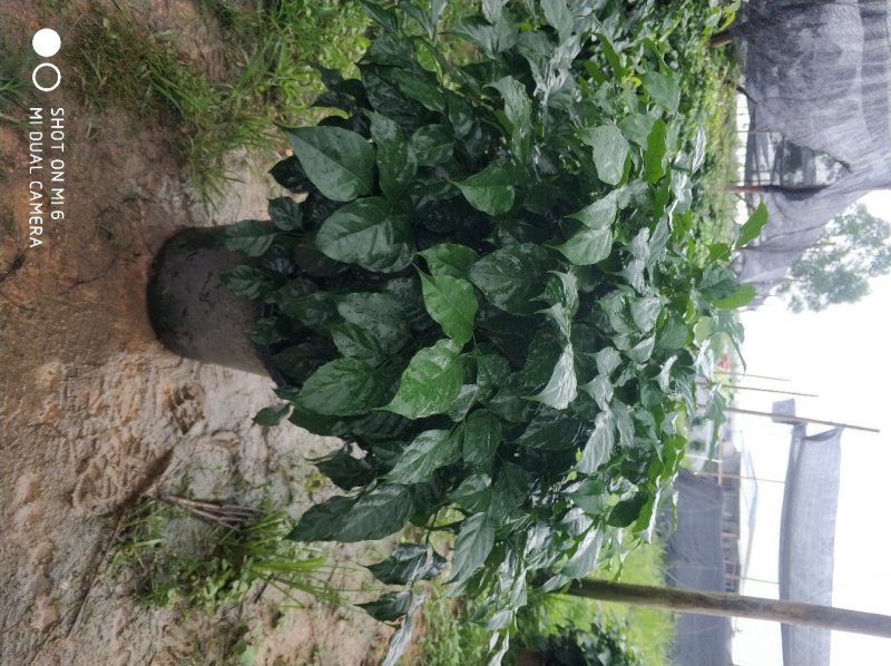 精品绿宝树（幸福树