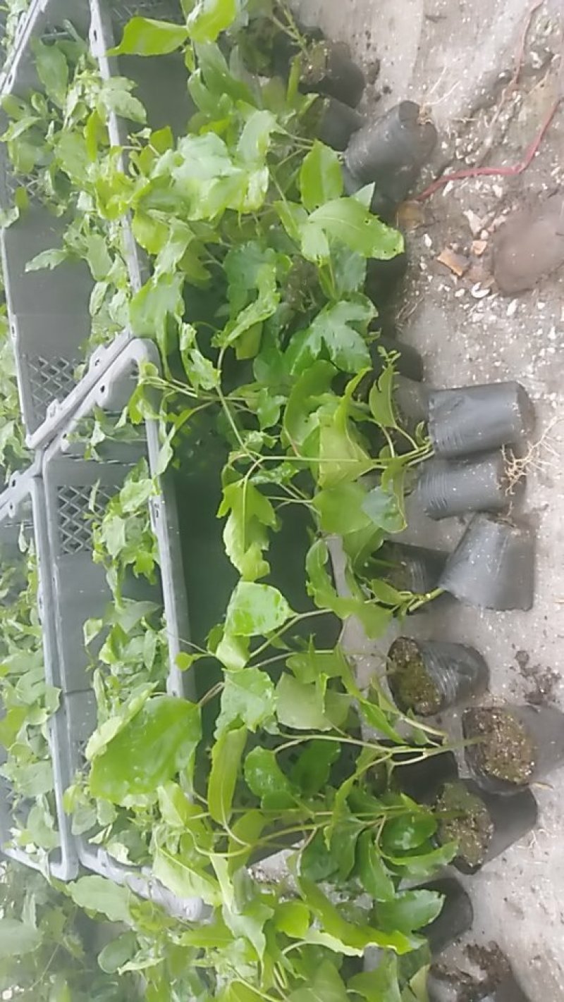 黄金百香果苗，基地直发量大从优