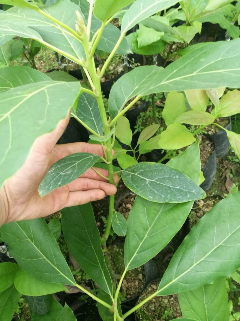 牛油果苗