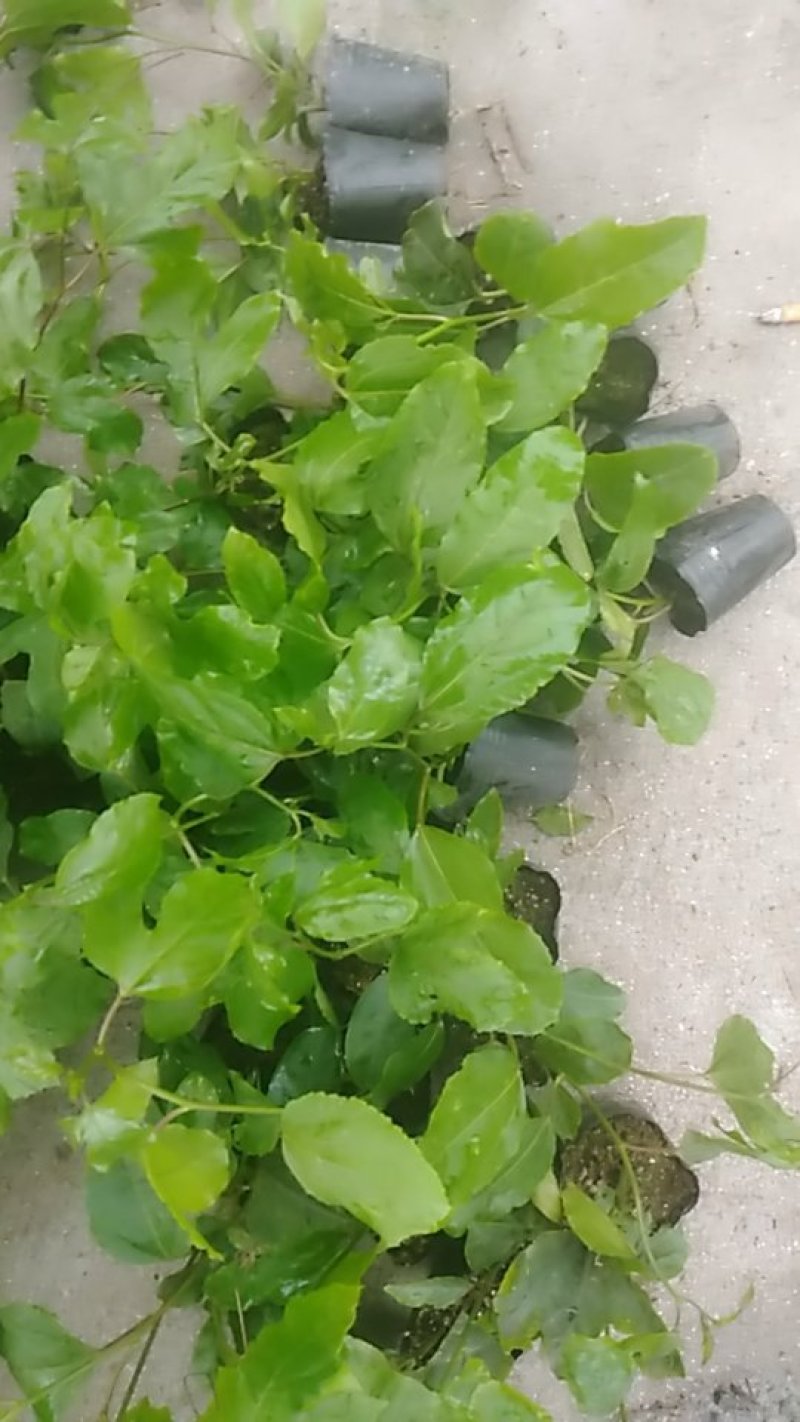 黄金百香果苗，基地直发量大从优