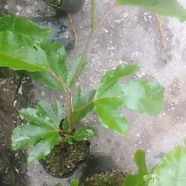 黄金百香果苗，基地直发量大从优
