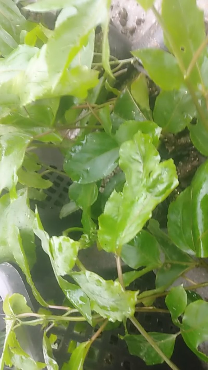 黄金百香果苗，基地直发量大从优