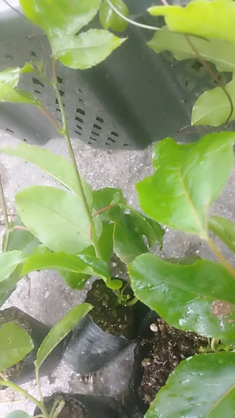 黄金百香果苗，基地直发量大从优