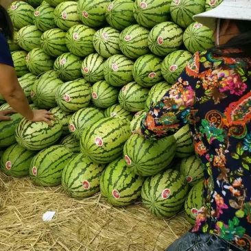 金花一号西瓜