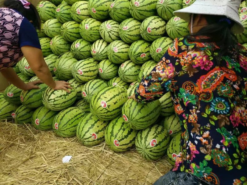 金花一号西瓜