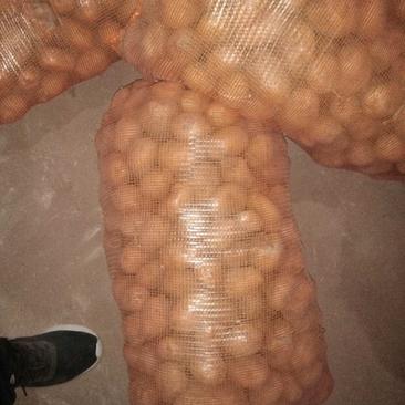 标准荷兰土豆，260吨