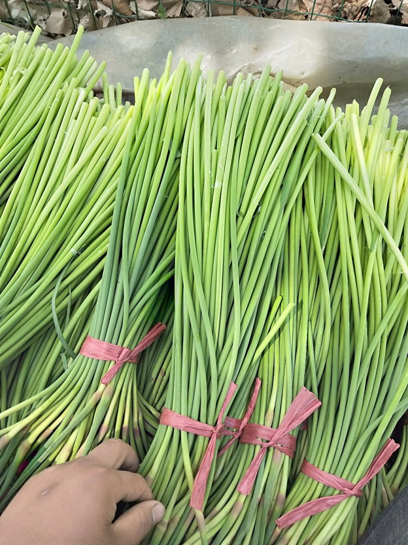 蒜苔