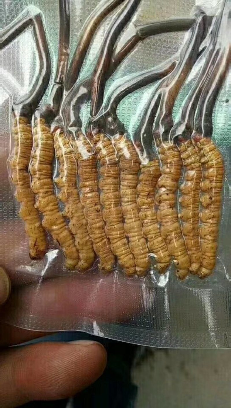 冬虫夏草