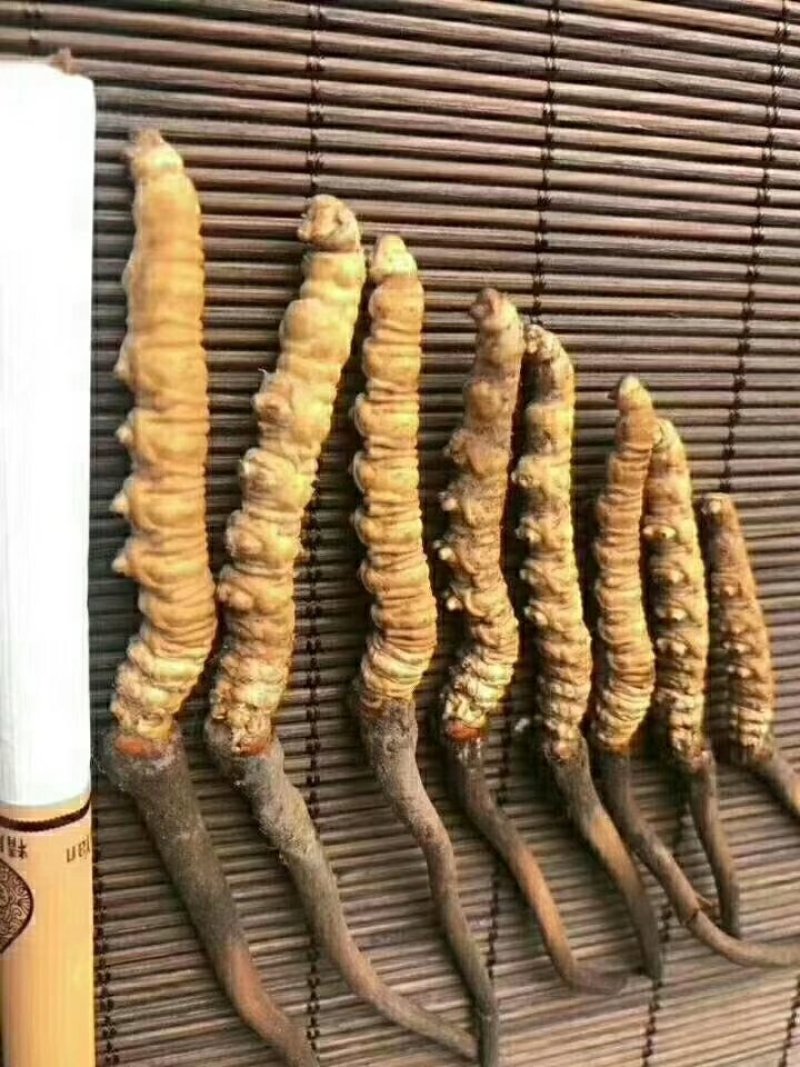 冬虫夏草