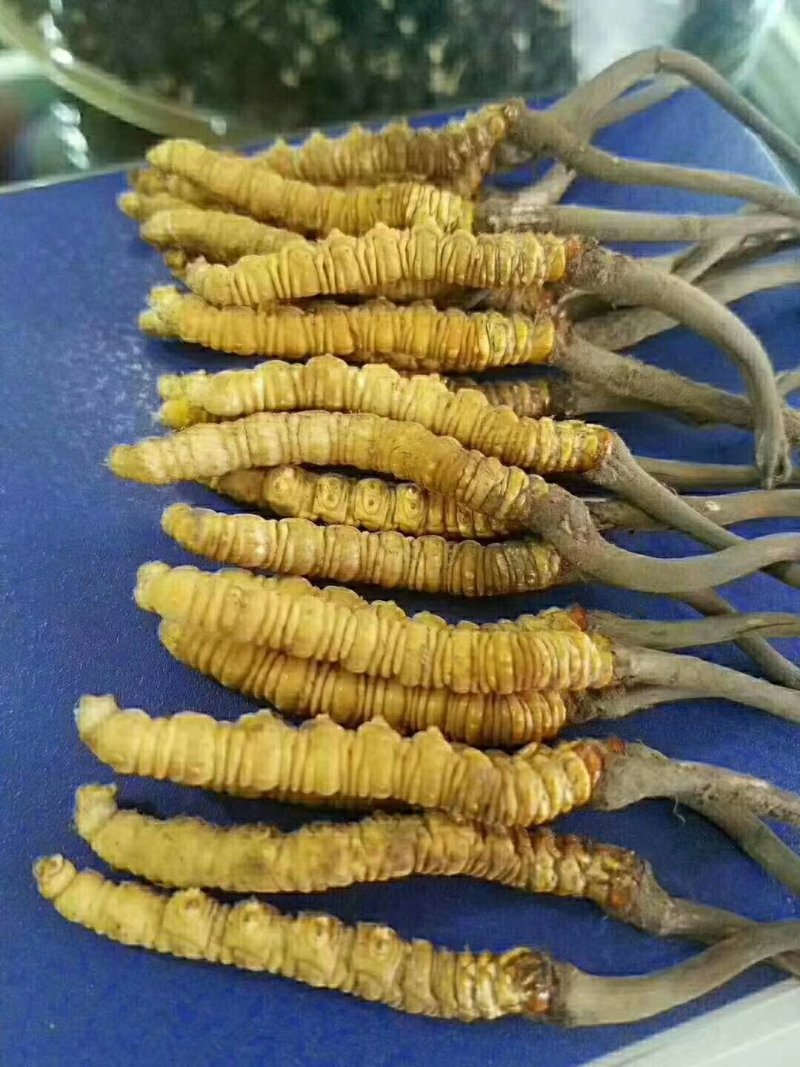 冬虫夏草