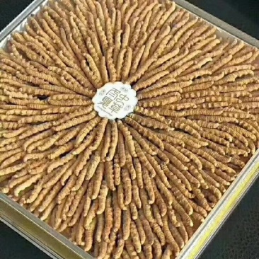 冬虫夏草
