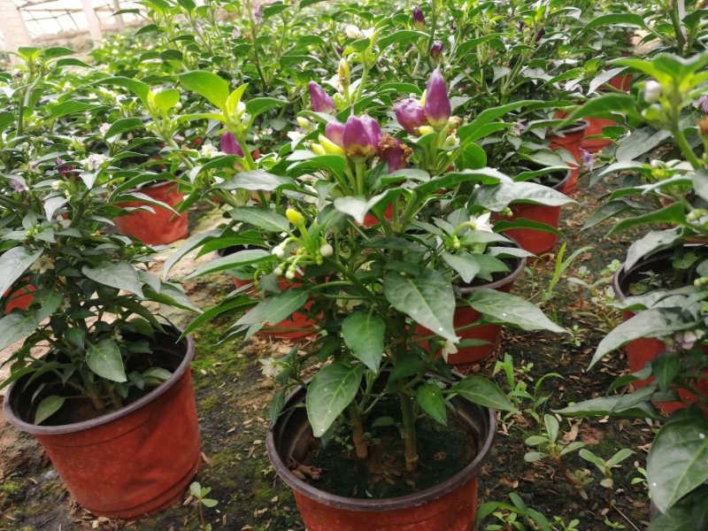 五彩椒盆栽，黄色紫色120盆