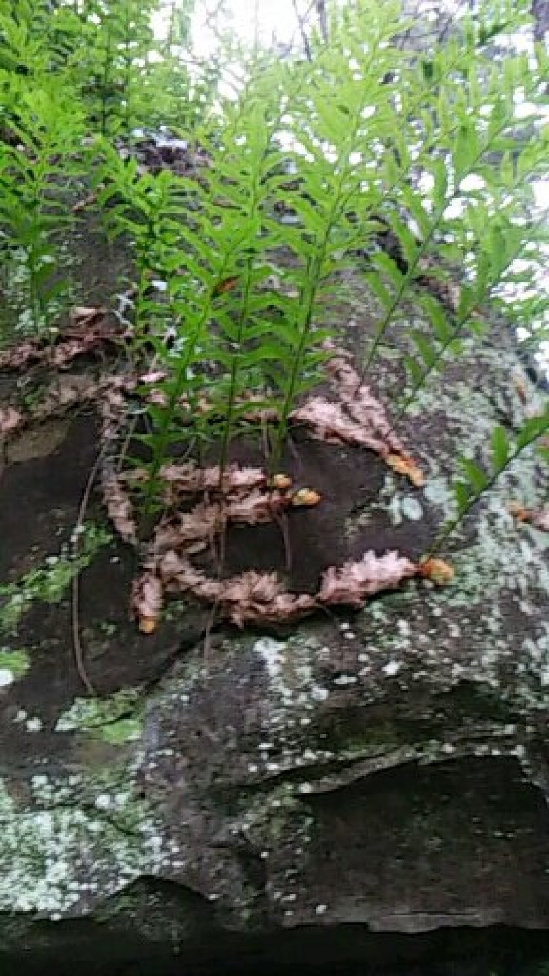 巴岩姜